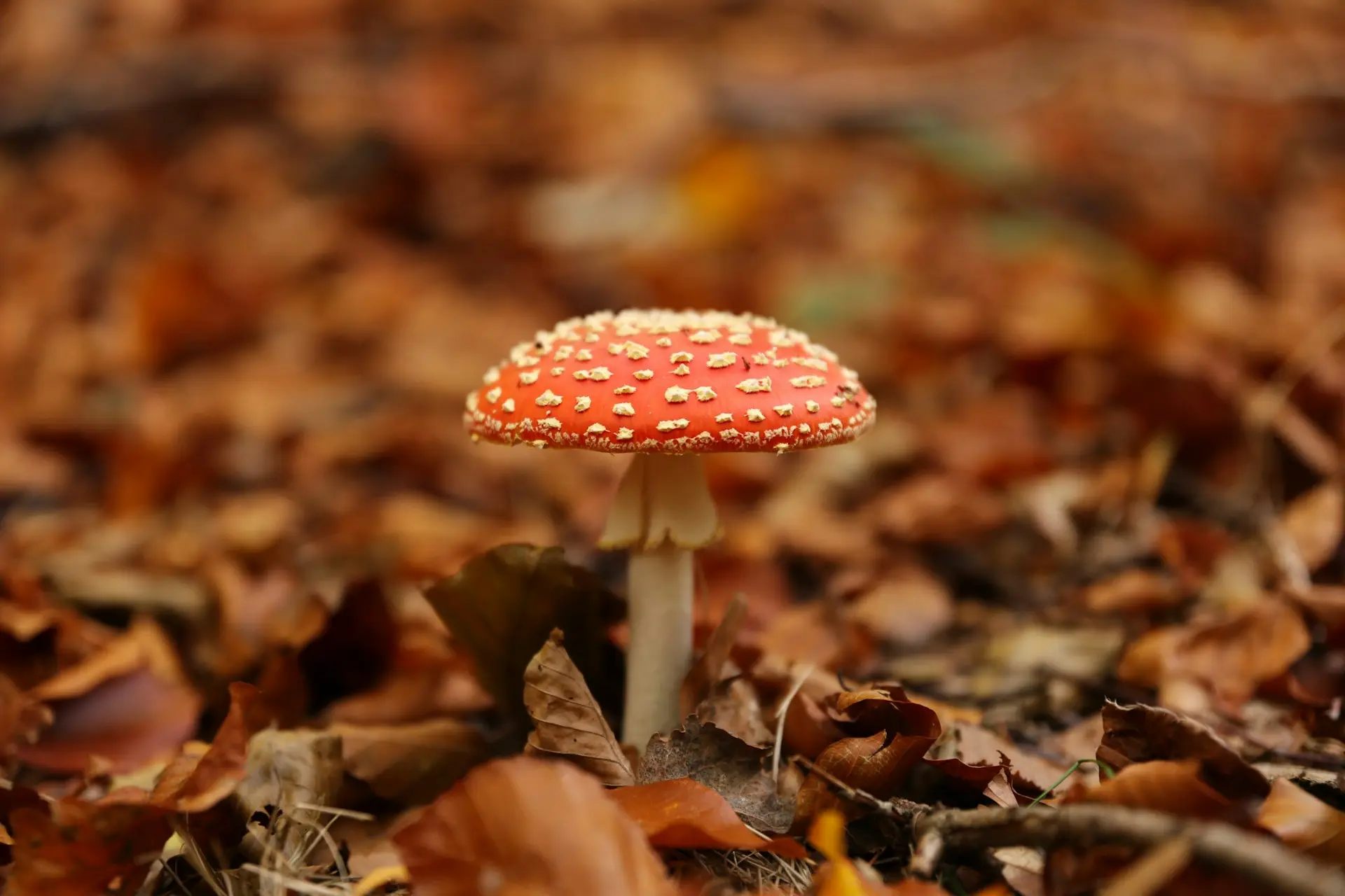 A red capped mushroom with white dots in it