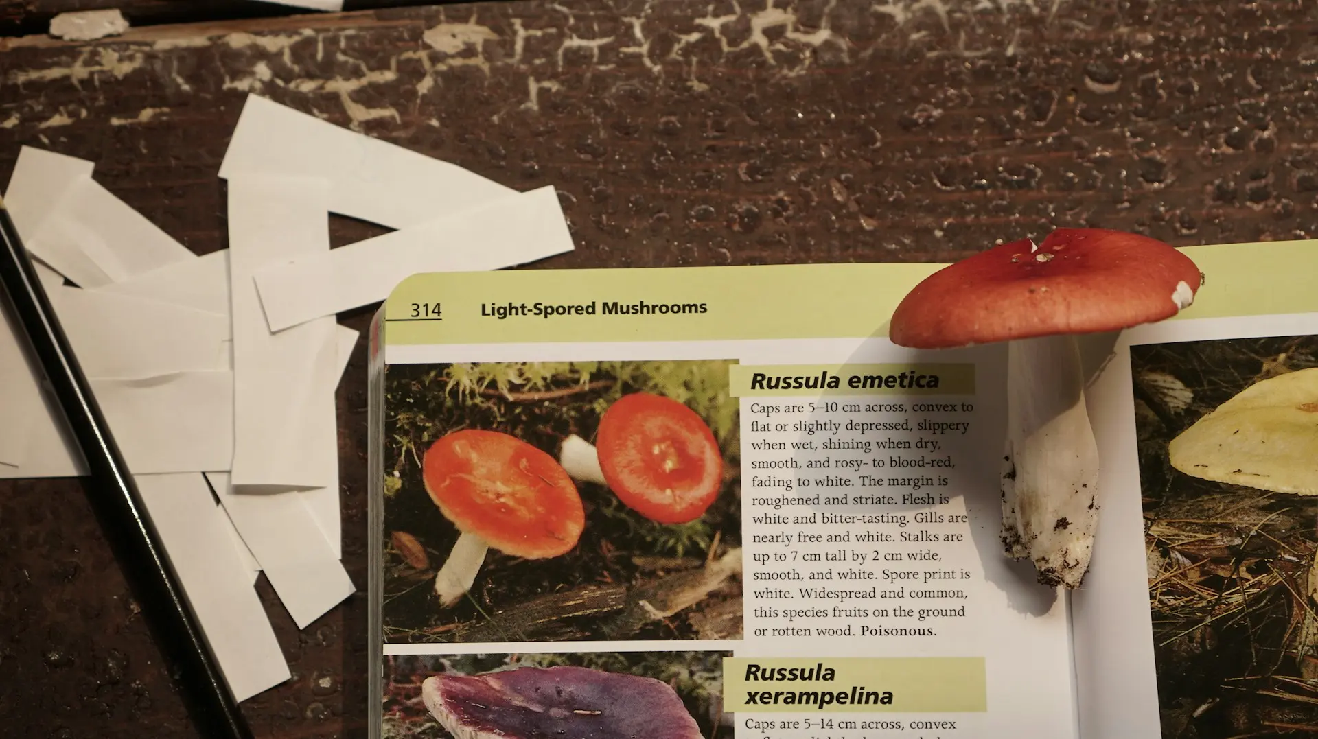 Identify edible mushrooms with a field guide