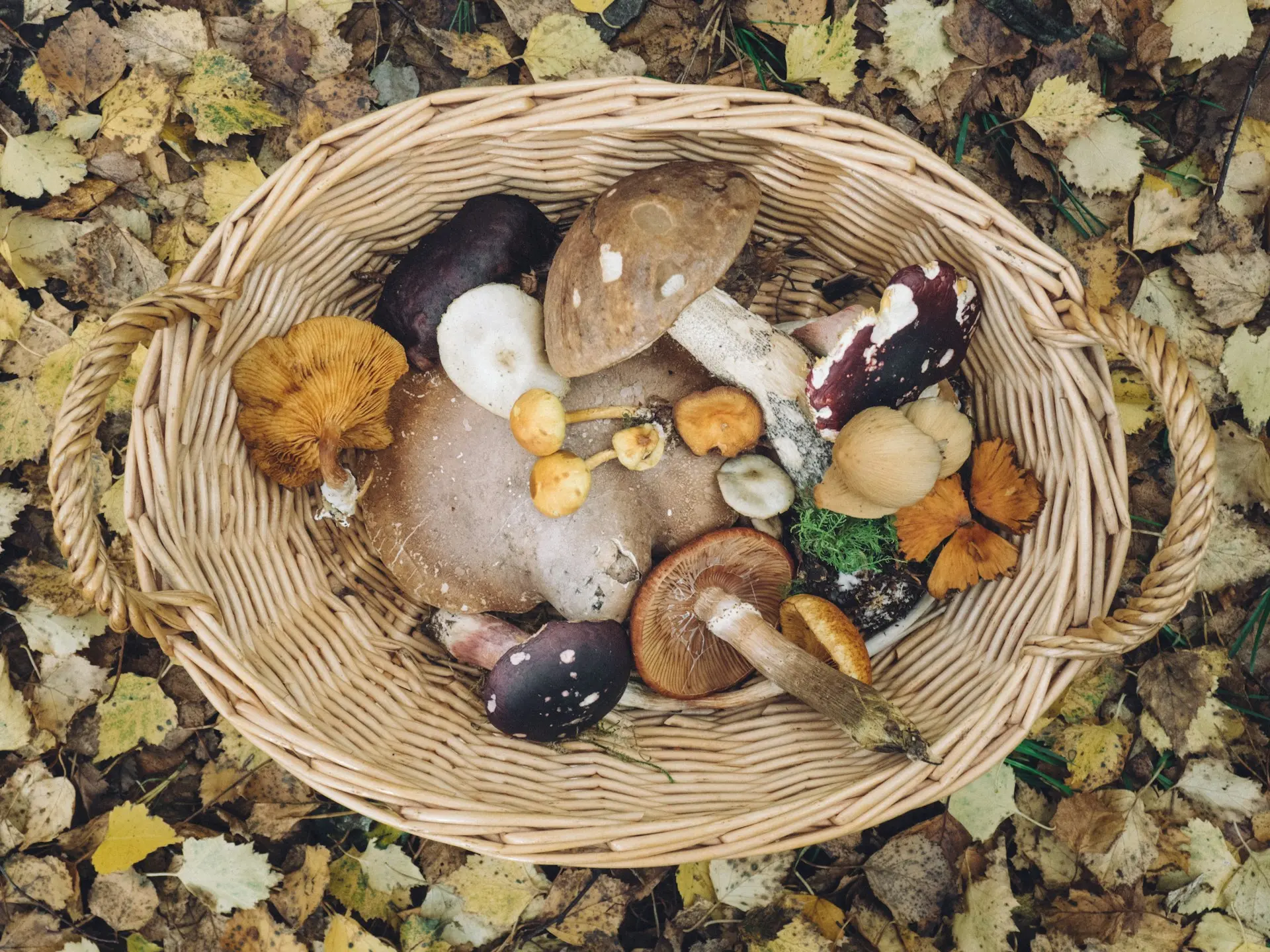 basket full of wild mushrooms