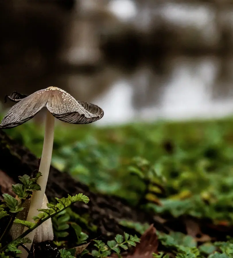 A mushroom in the forest